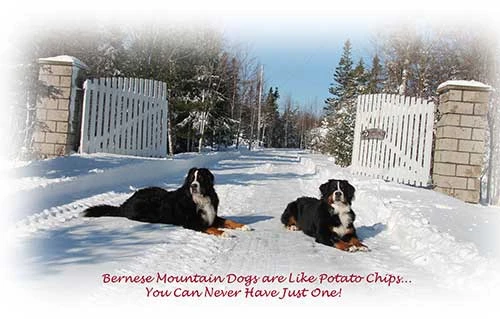 bernese mountain dogs