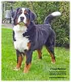Elisa - Bernese Mountain Dog at Cape Breton Island Nova Scotia