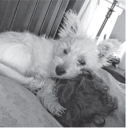 puppy