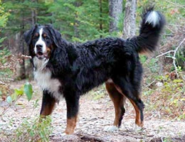 Bernese Mountain Dog at Cape Breton Island, Nova Scotia, Kanada - our male Moritz