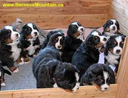 Bernese Mountain Dog puppies at Cape Breton Island, Nova Scotia, Kanada - in welping box