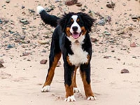 bernese mountain dog puppy elisa