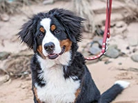 bernese mountain dog puppy elisa