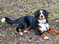 bernese mountain dog puppy elisa