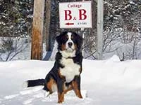 Bernese Mountain Dog Lady Elisa February 2015