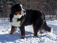 Bernese Mountain Dog Lady Elisa February 2015