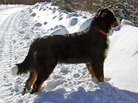 Bernese Mountain Dog Lady Elisa February 2015