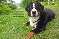 Bernese Mountain Dog Elisa at Cape Breton Island, Nova Scotia, Canada