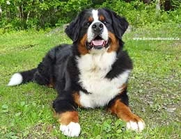 Bernese Mountain Dog Elisa at Cape Breton Island, Nova Scotia, Canada
