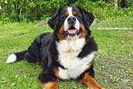 Bernese Mountain Dog Elisa at Cape Breton Island, Nova Scotia, Canada