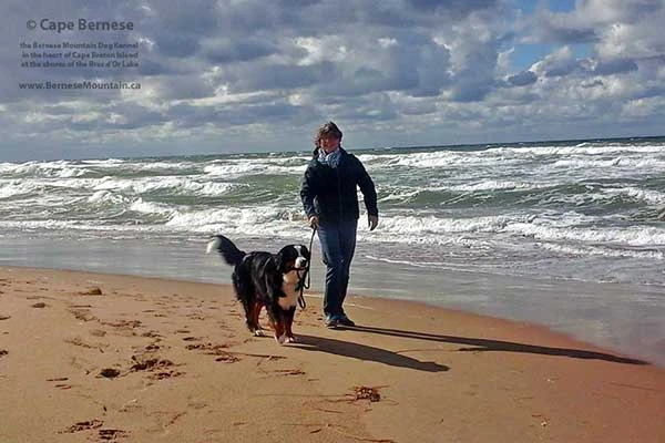 Bernese Mountain Dog Elisa at Cape Breton Island, Nova Scotia, Canada