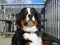 Bernese Mountain Dog Elisa April 2015