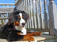 Bernese Mountain Dog Lady Elisa April 2015