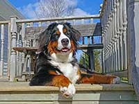 Bernese Mountain Dog Lady Elisa April 2015