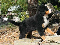 bernese mountain dog puppy elisa