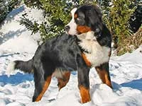 bernese mountain dog puppy elisa