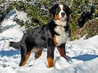 bernese mountain dog puppy elisa