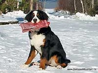 bernese mountain dog puppy elisa