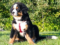 bernese mountain dog puppy elisa