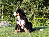 Bernese M ountain Dog puppy Elisa