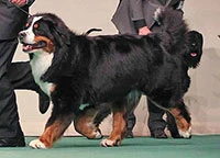 Father of Elisa Bernese Mountain Dog