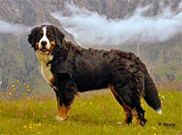 Mother of Elisa Bernese Mountain Dog