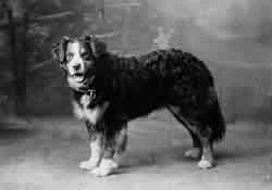 Bernese Mountain Dog Kennel Nova Scotia Canada historical photo