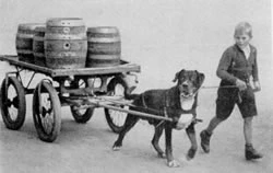 Bernese Mountain Dog Kennel Nova Scotia Canada historical photo