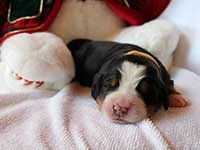 bernese montain dog puppies
