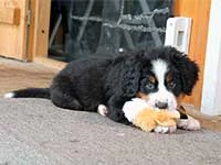 bernese mountain dog puppies