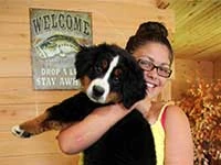 bernese mountain dog puppies