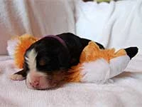 bernese mountain dog puppies