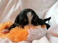 bernese mountain dog puppy