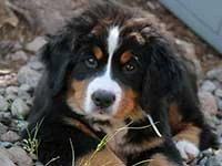 bernese mountain dog puppy
