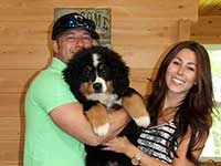 bernese mountain dog puppies