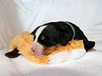bernese mountain dog puppies