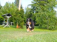 bernese mountain dog puppies