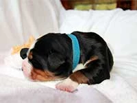 bernese mountain dog puppy argos