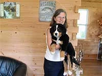 bernese mountain dog puppies