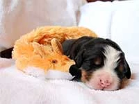 bernese mountain dog puppies