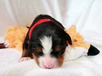 bernese mountain dog puppy