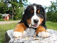 bernese mountain dog puppy