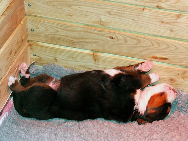 Bernese Mountain Dog puppies 18 day old