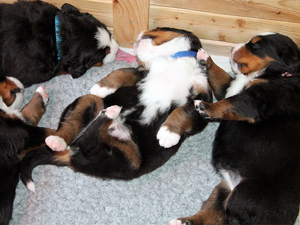 Bernese Mountain Dog puppies 18 day old
