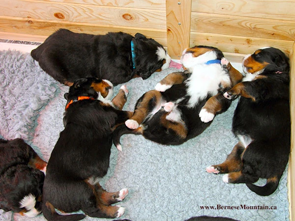 Bernese Mountain Dog puppies 18 day old