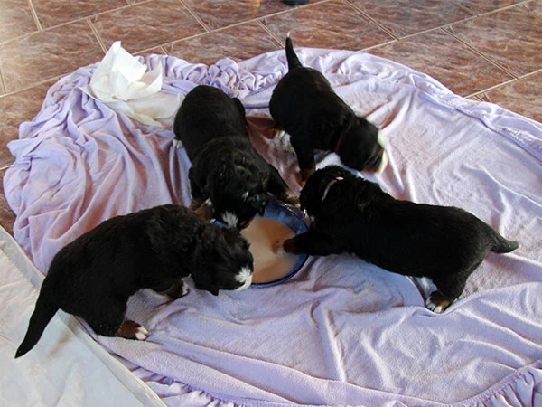 bernese mountain dog puppies