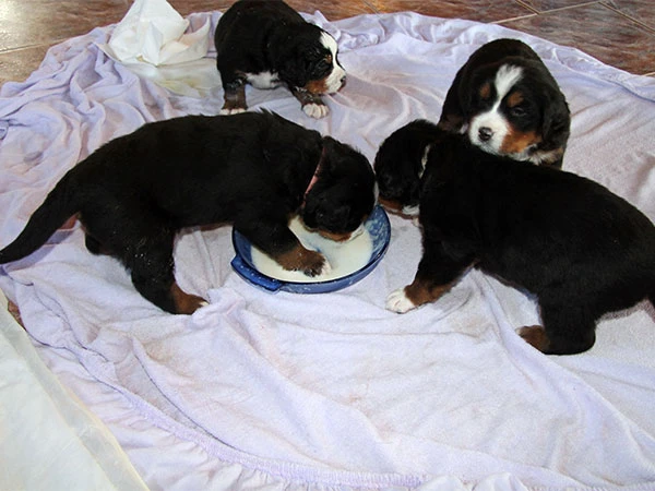 bernese mountain dog puppies