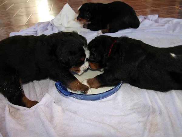 bernese mountain dog puppies