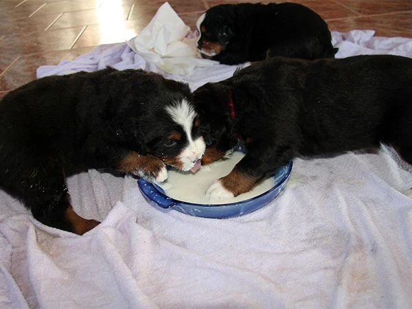 bernese mountain dog puppies