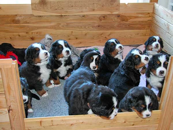 Bernese Mountain Dog puppies